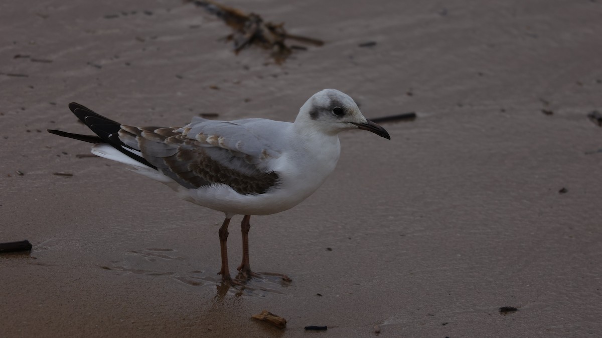 racek šedohlavý - ML645935426