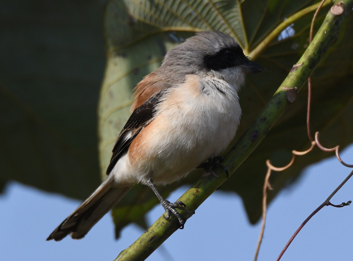 Pie-grièche à bandeau - ML645935428