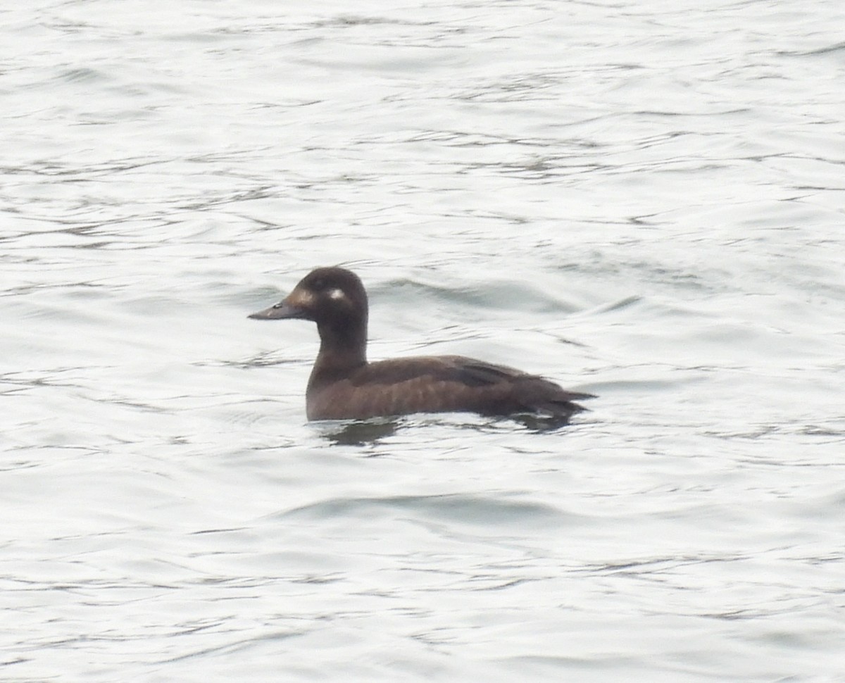 Velvet Scoter - ML645935431