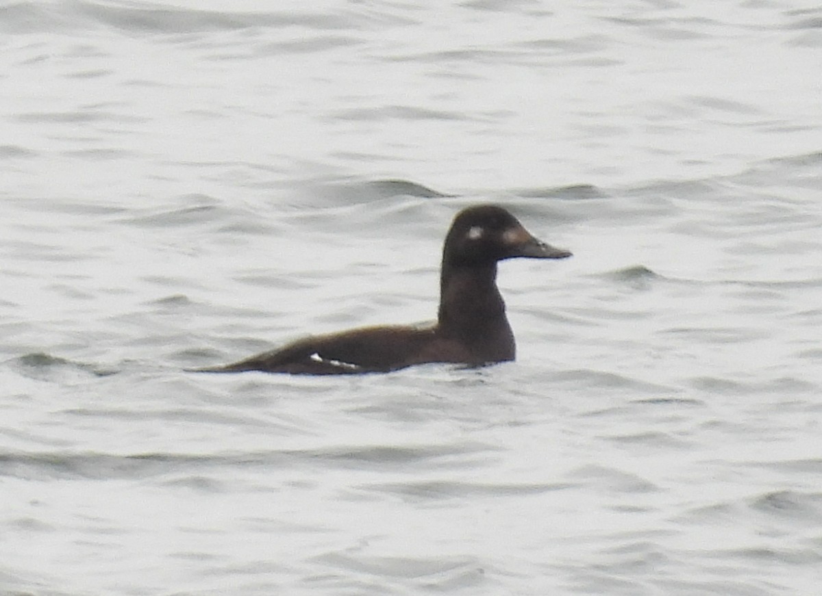 Velvet Scoter - ML645935432