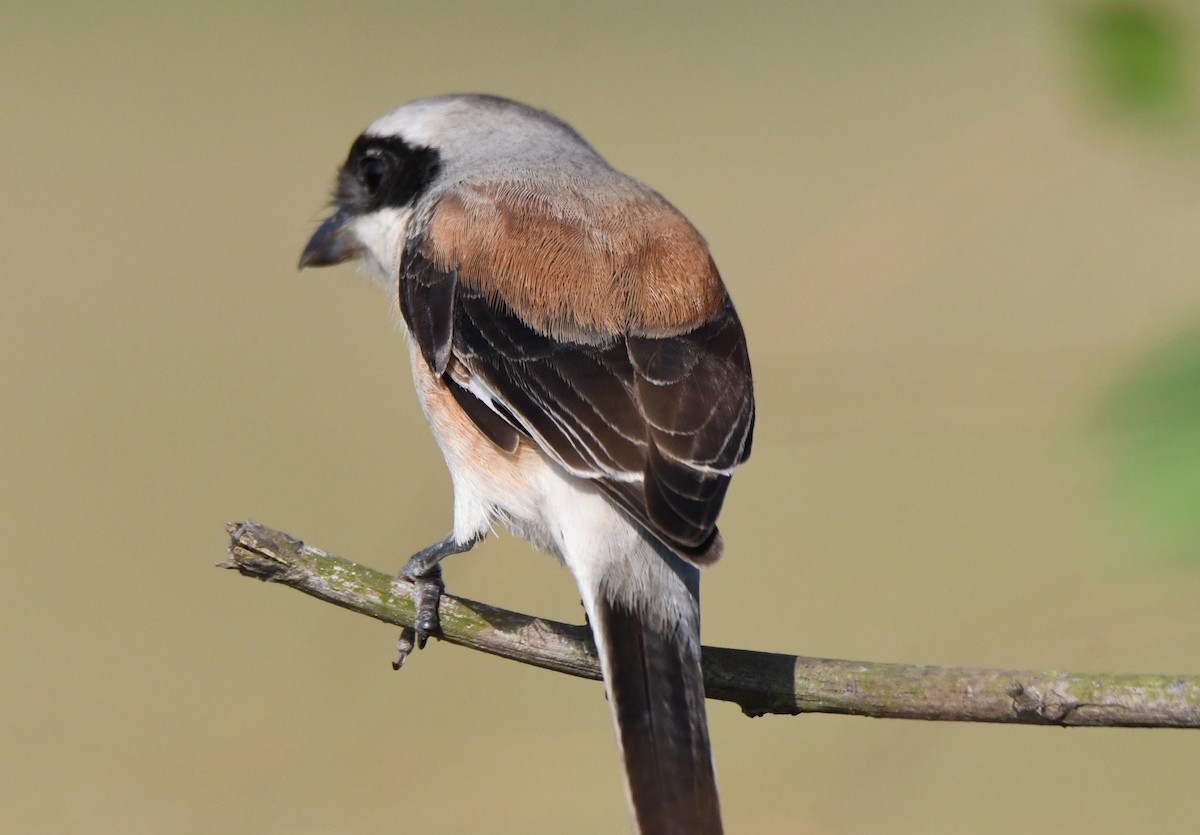 Pie-grièche à bandeau - ML645935434