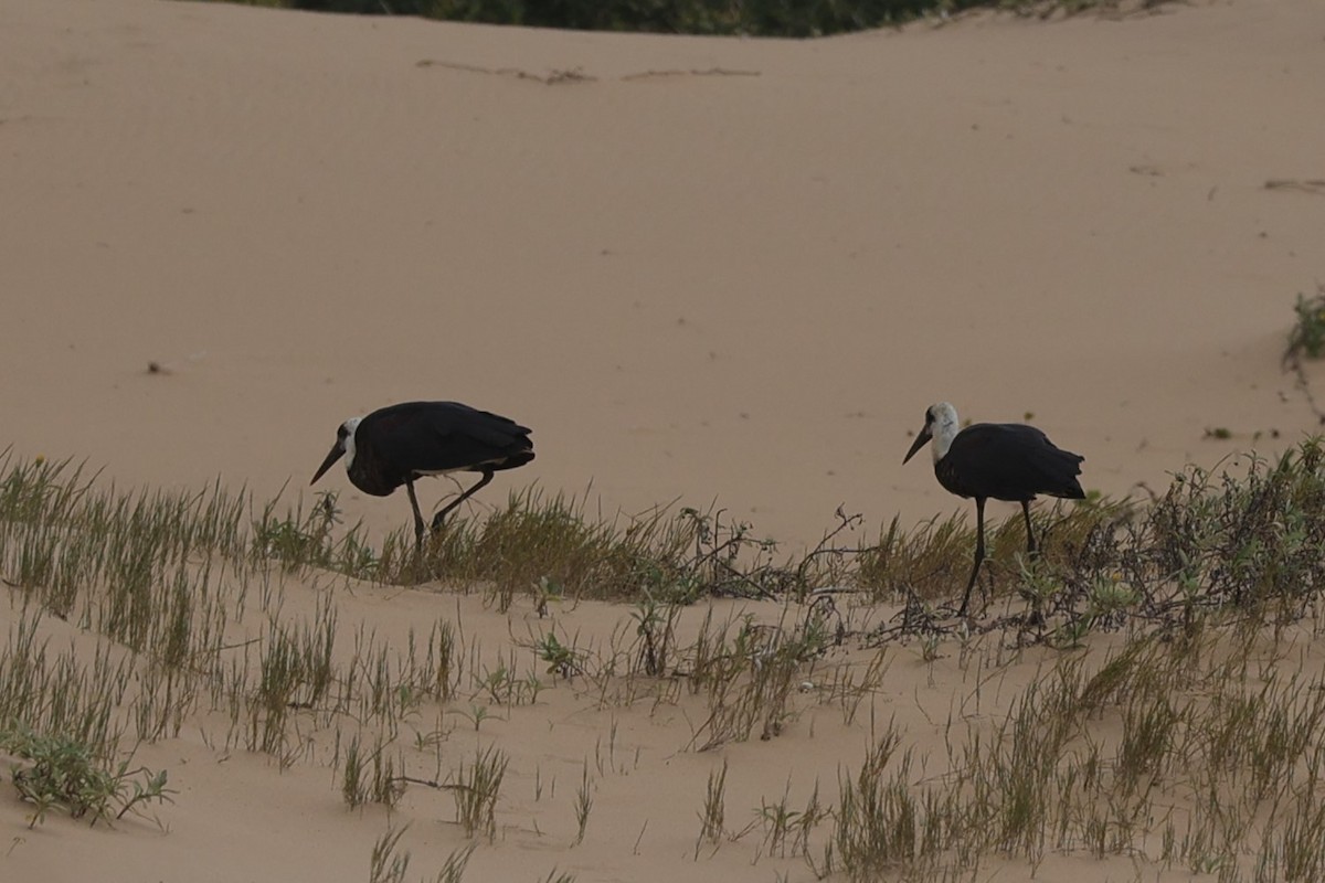 African Woolly-necked Stork - ML645935437