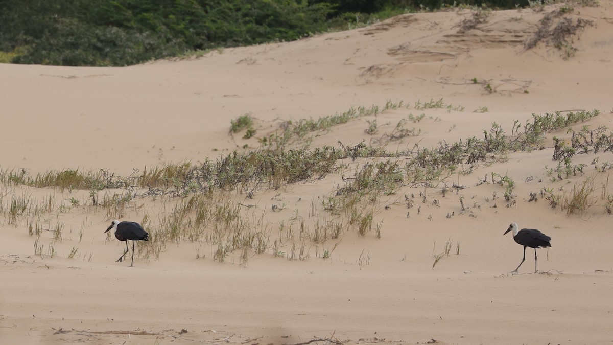 African Woolly-necked Stork - ML645935438