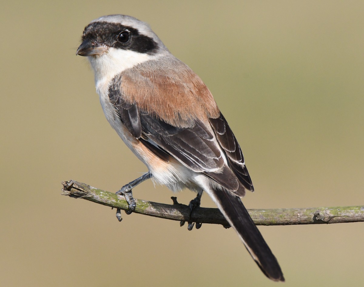 Pie-grièche à bandeau - ML645935439