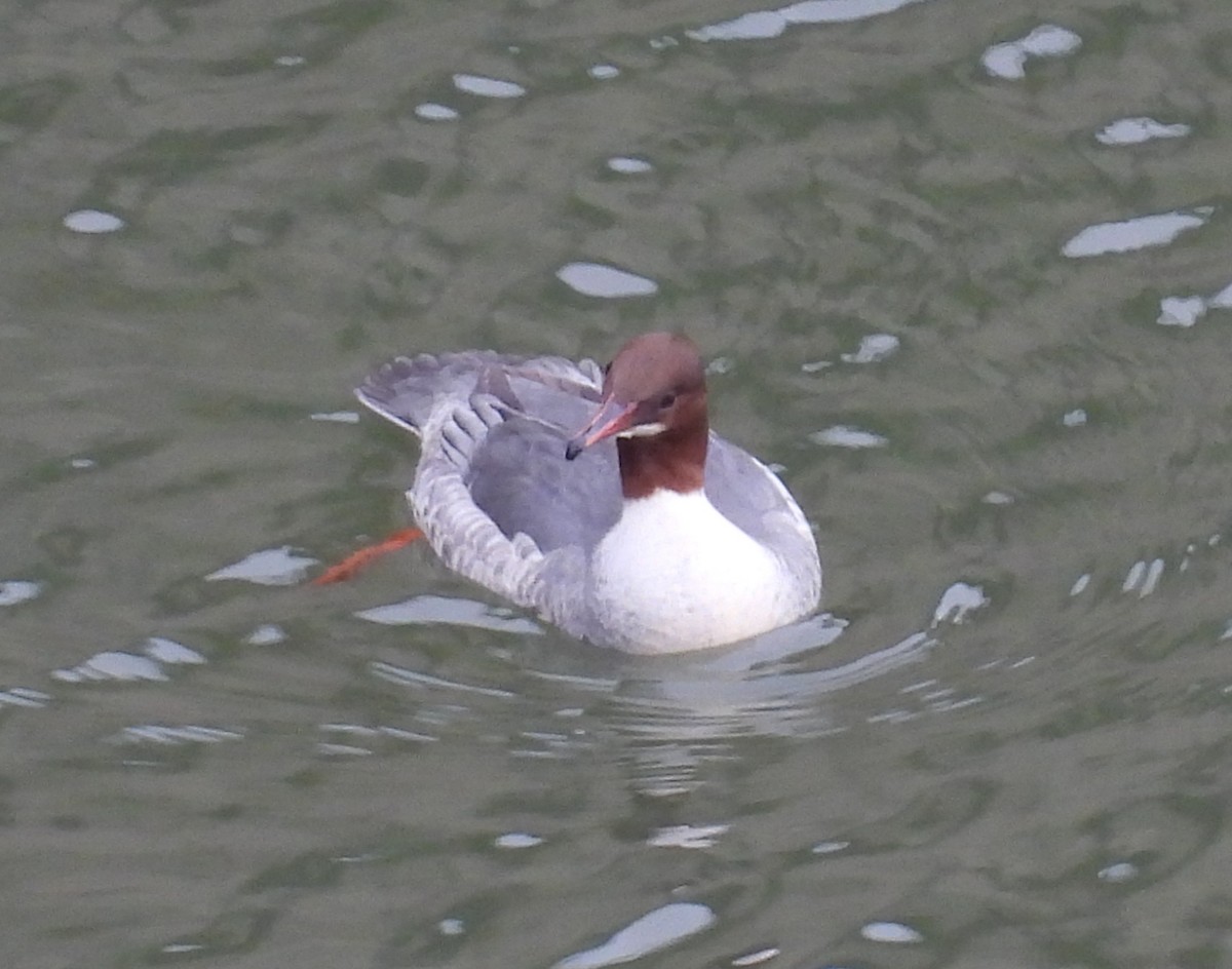 Common Merganser - ML645935440