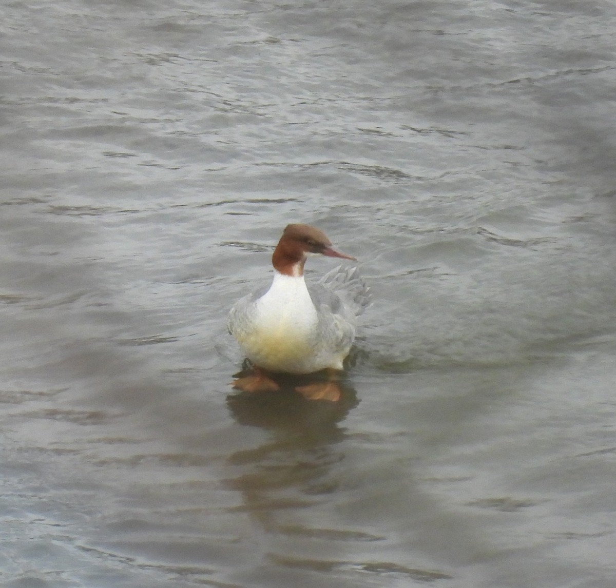 Common Merganser - ML645935441