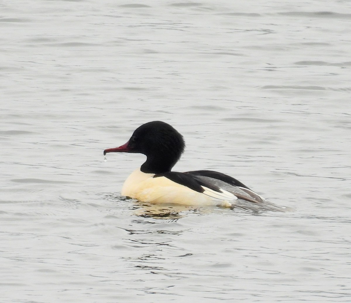 Common Merganser - ML645935442