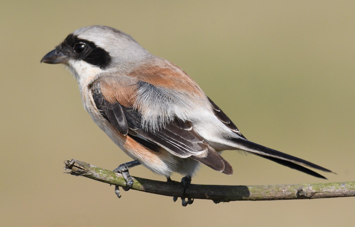 Pie-grièche à bandeau - ML645935443