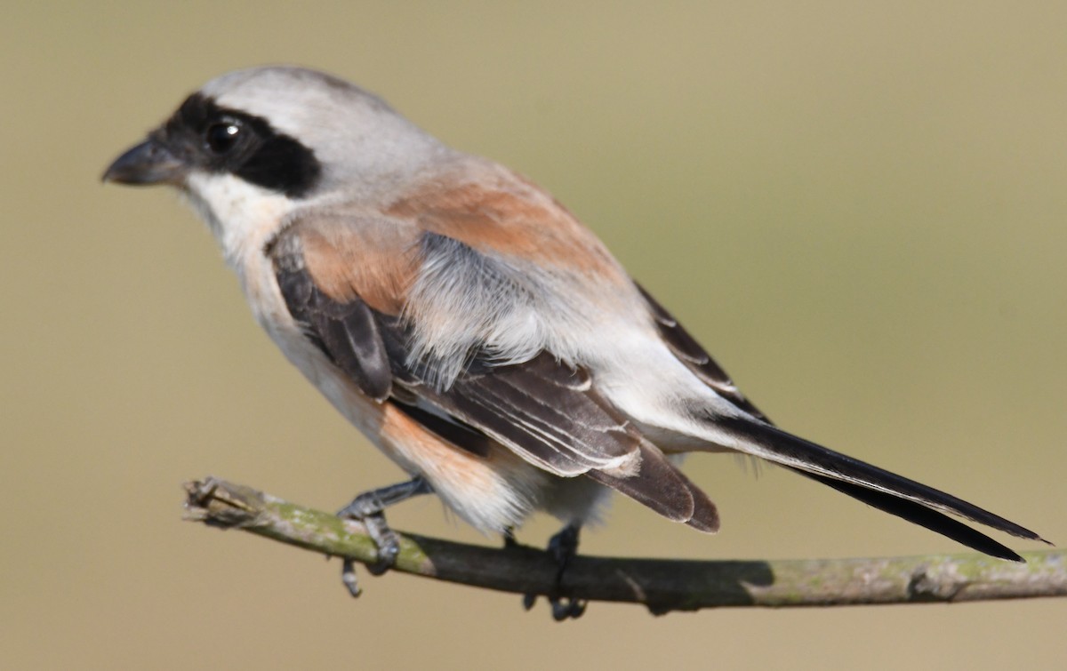 Pie-grièche à bandeau - ML645935445