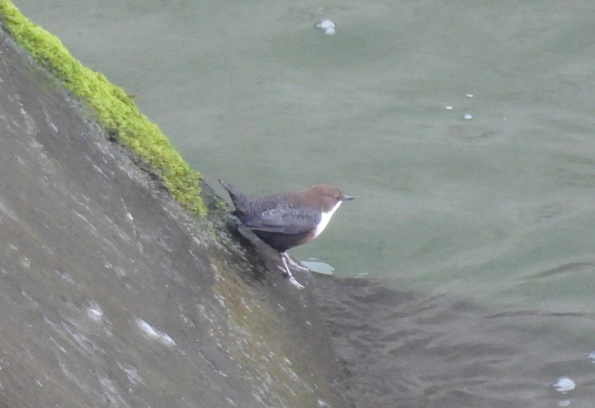 Пронурок біловолий - ML645935446