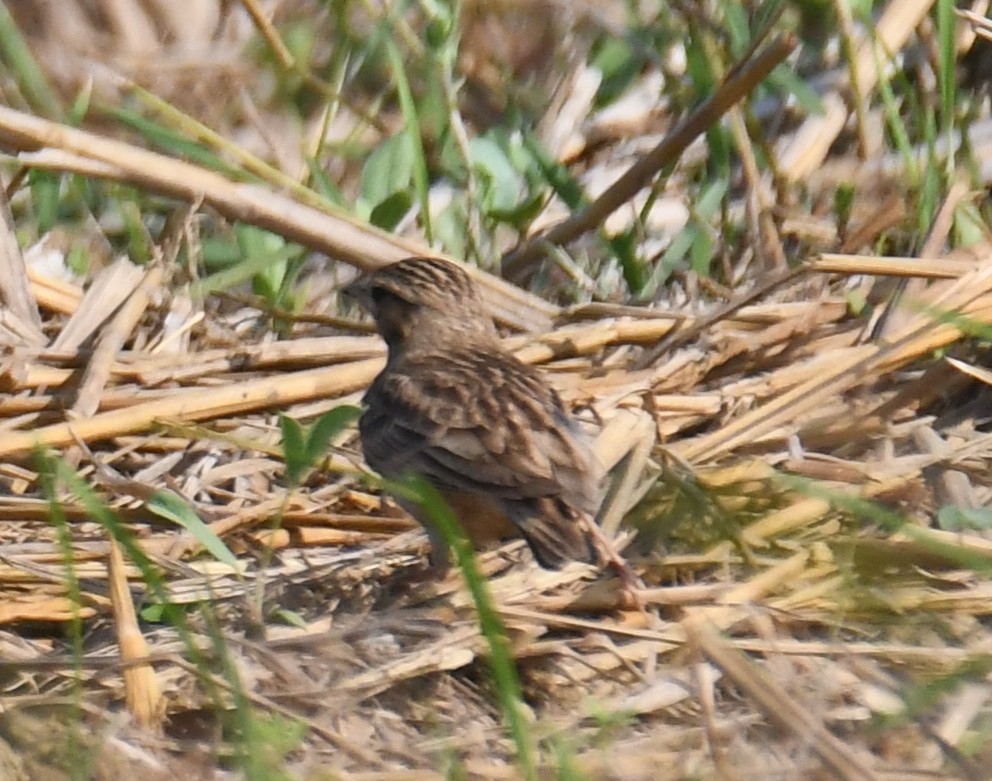 Mongolian Short-toed Lark - ML645935447