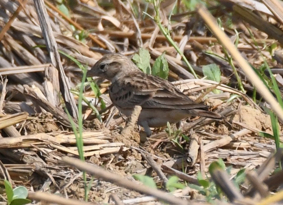 Mongolian Short-toed Lark - ML645935451