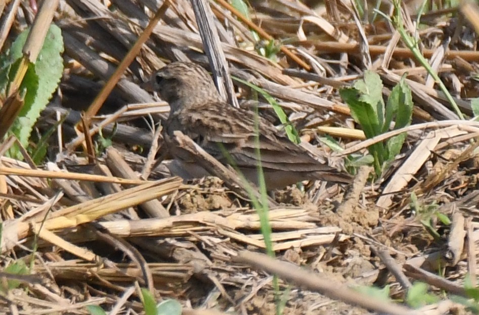 Mongolian Short-toed Lark - ML645935454
