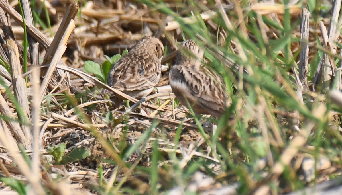 Mongolian Short-toed Lark - ML645935473