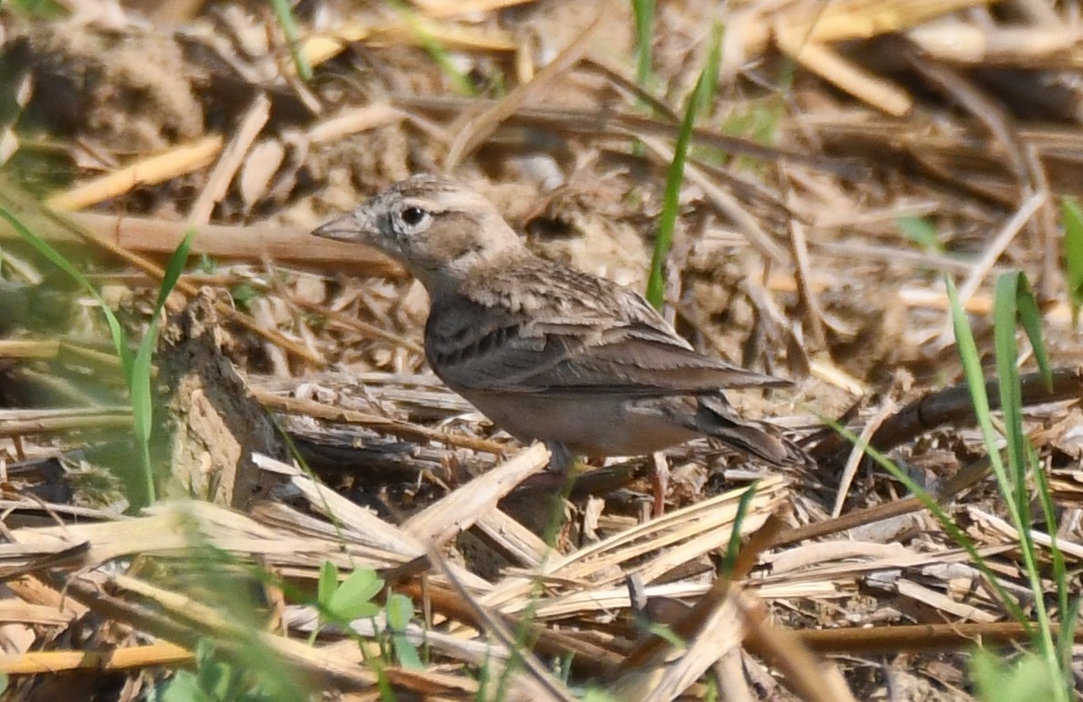 Mongolian Short-toed Lark - ML645935476