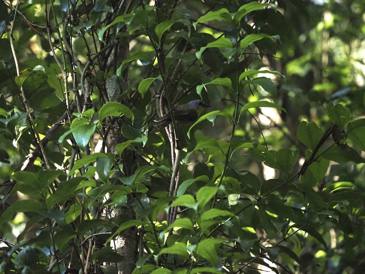 gulbrystflueskvett - ML645935488