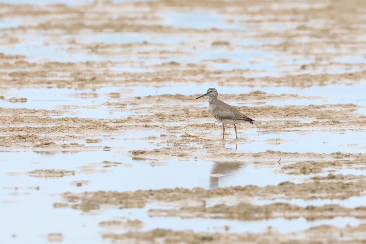 Gray-tailed Tattler - ML645935494