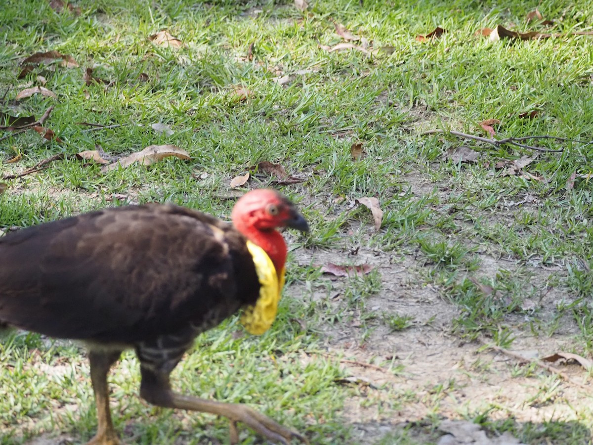 Talégalle de Latham - ML645935496