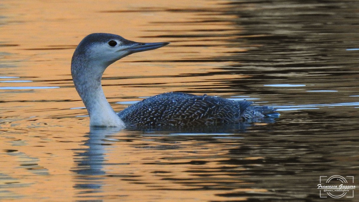 Plongeon catmarin - ML645935506
