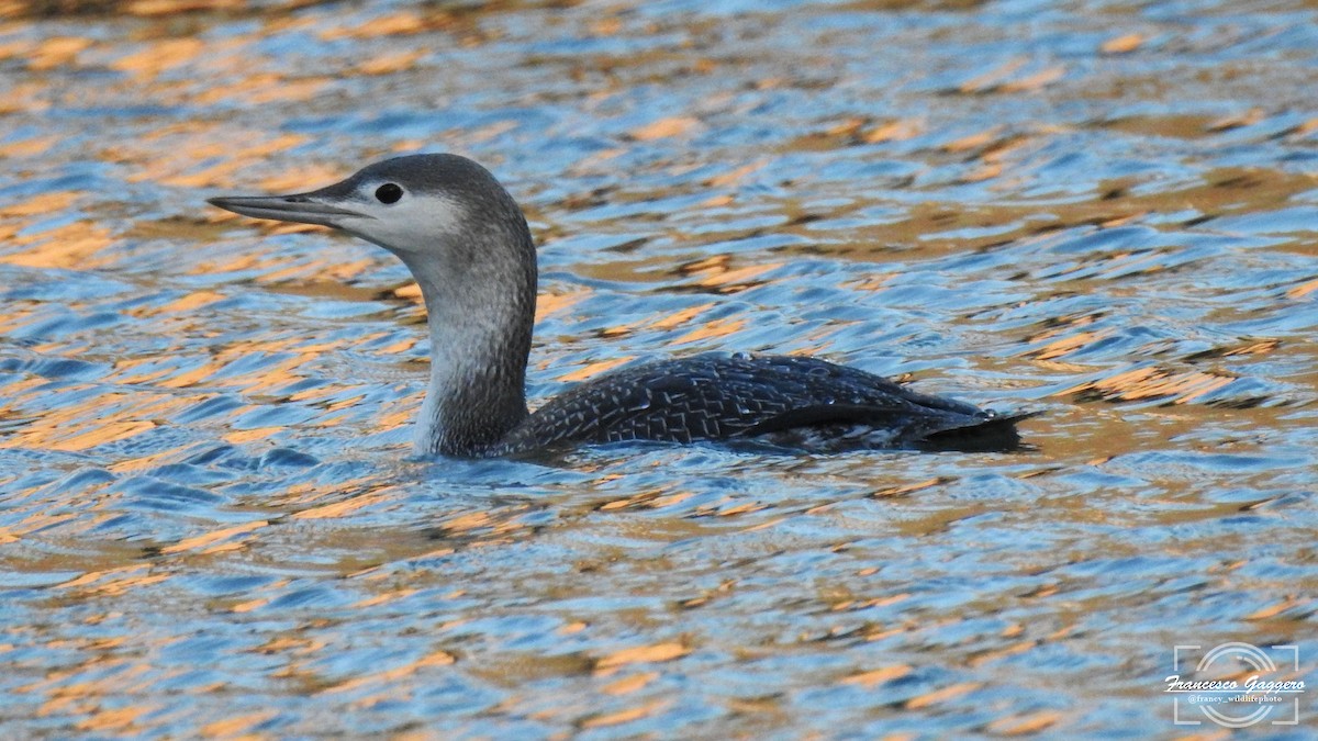 Plongeon catmarin - ML645935508