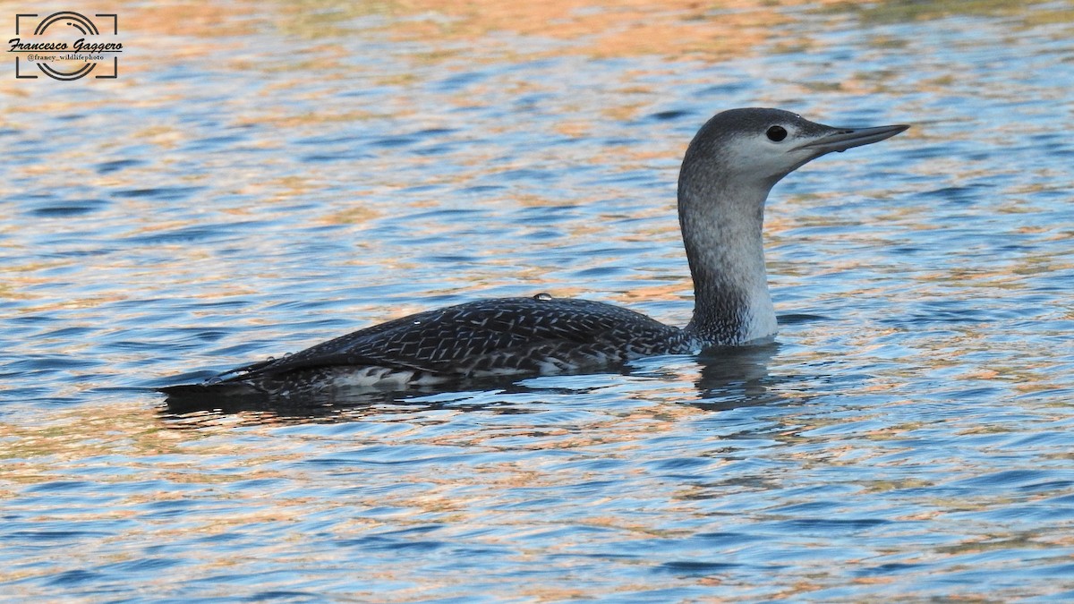 Plongeon catmarin - ML645935509