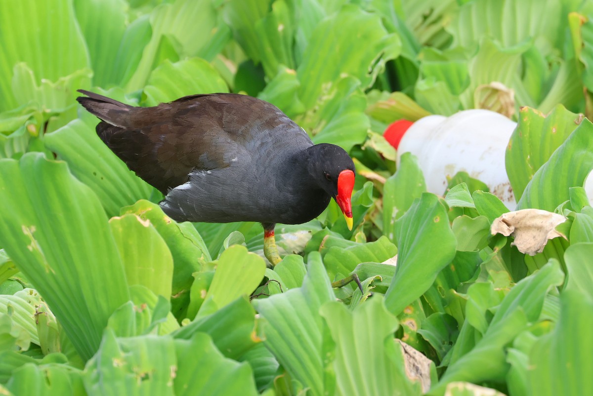 Gallinule poule-d'eau - ML645935511