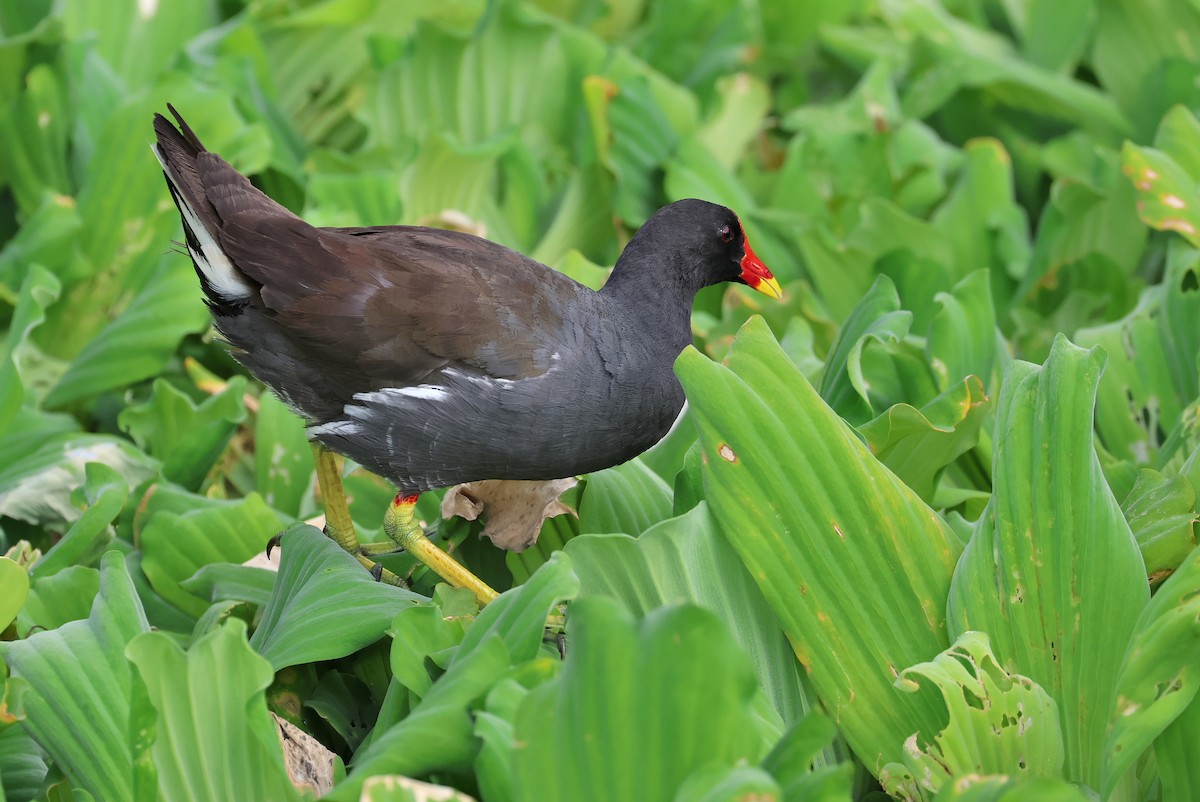 Sutavuğu - ML645935512