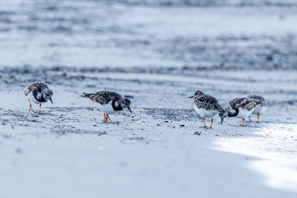 Tournepierre à collier - ML645935517
