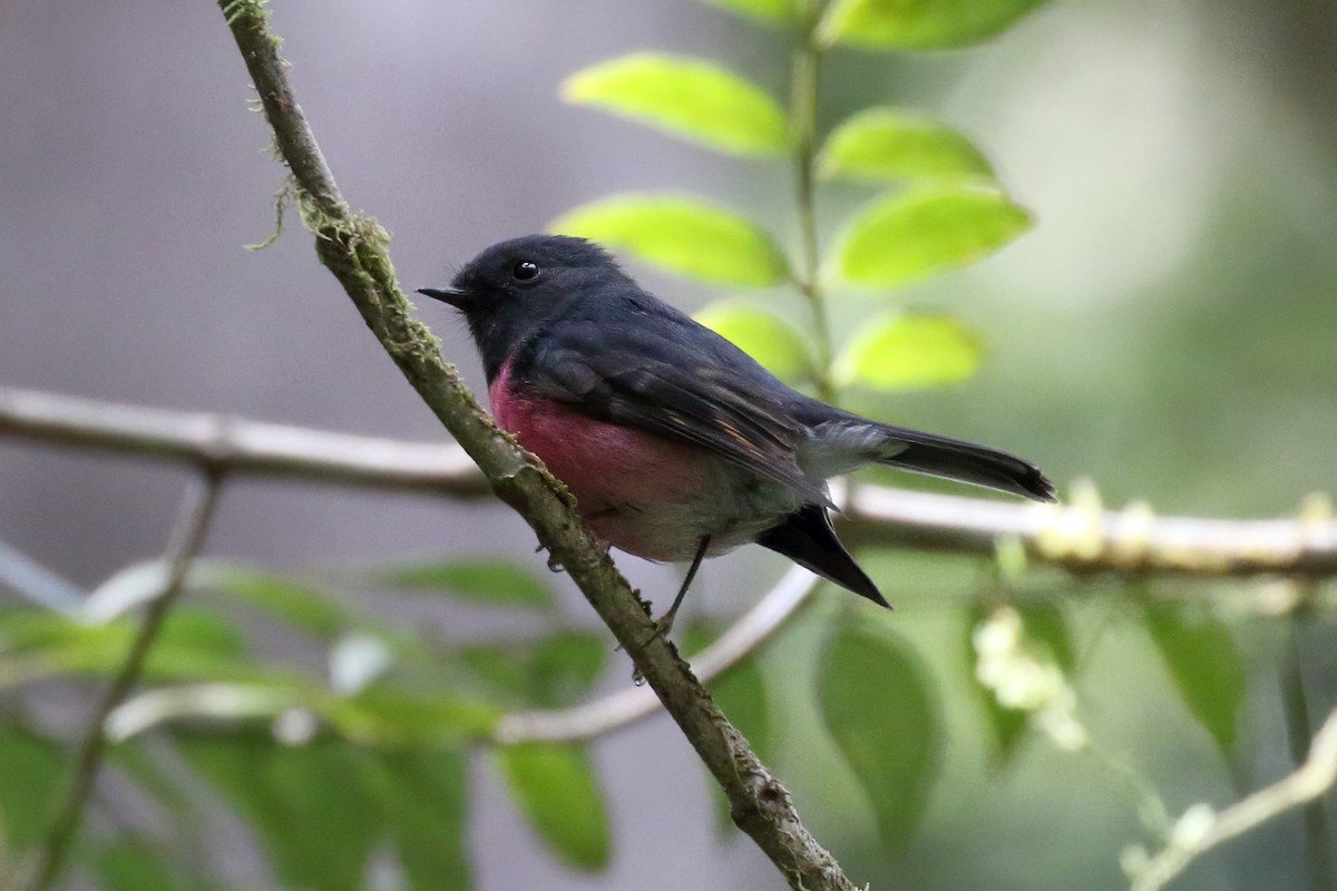 Miro incarnat - ML645935518