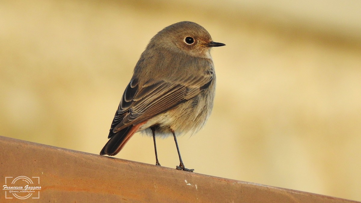 Rougequeue noir - ML645935519