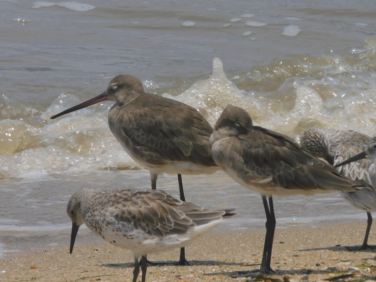 Barge à queue noire - ML645935520
