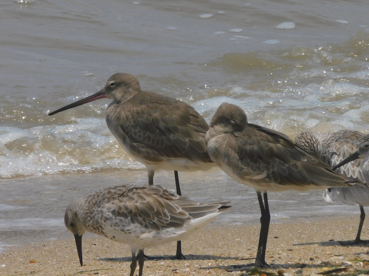 Barge à queue noire - ML645935521