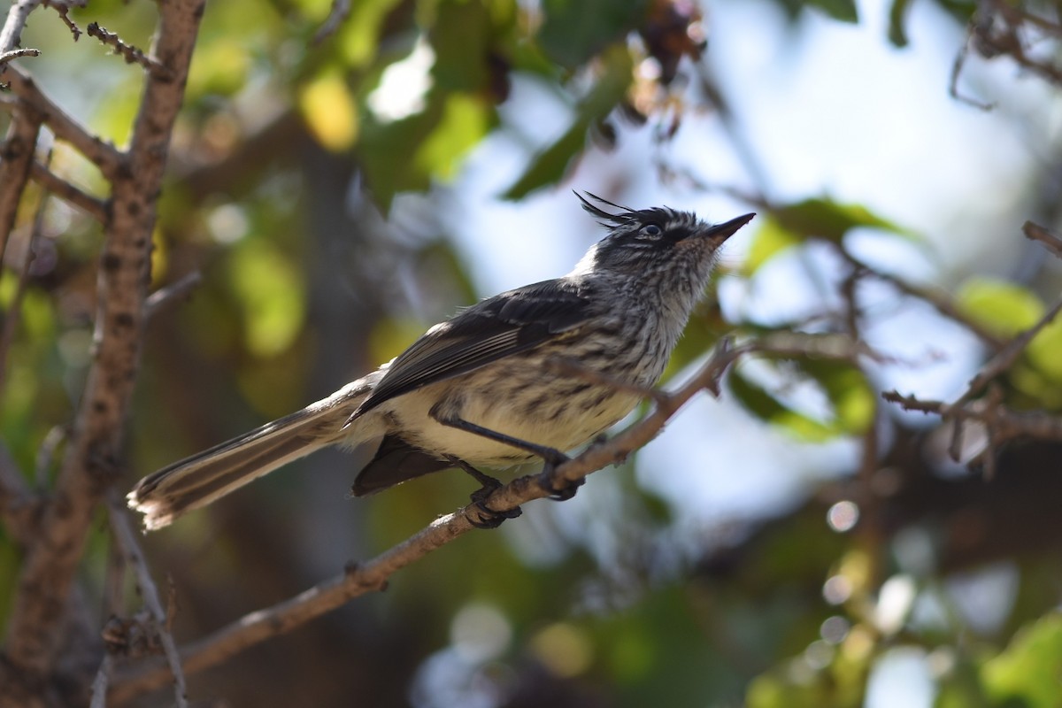 Taurillon mésange - ML645935522