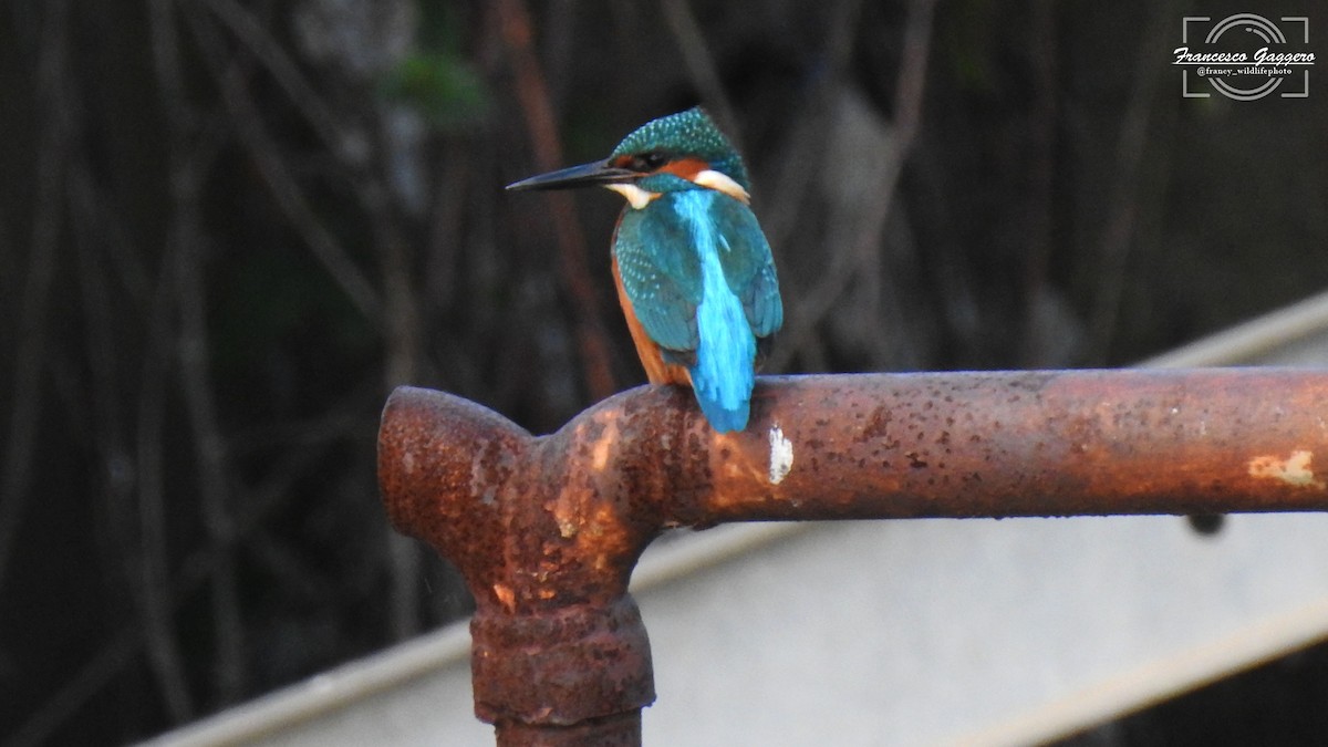 Martin-pêcheur d'Europe - ML645935523