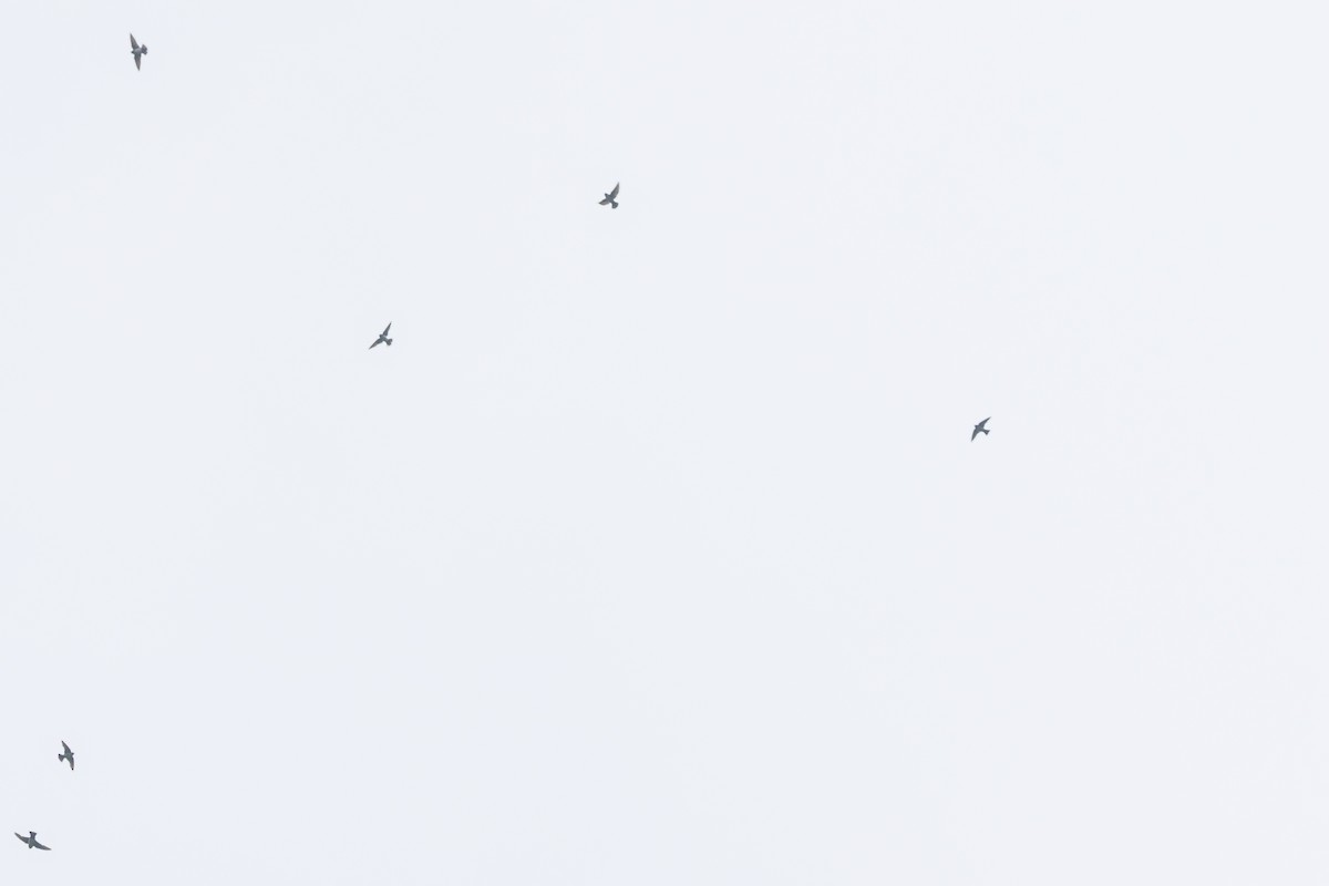 Hirondelle du Népal - ML645935524