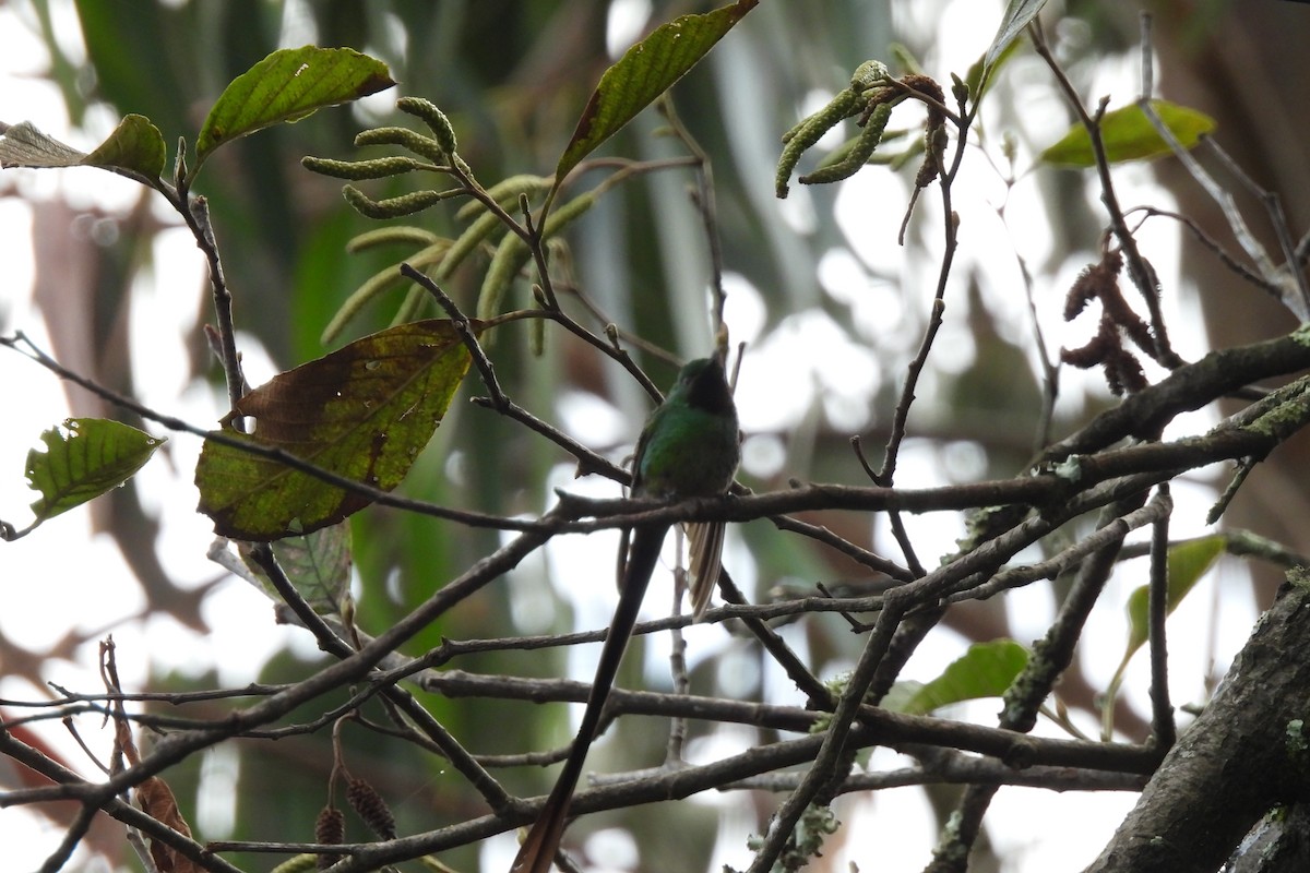 Porte-traîne nouna - ML645935525