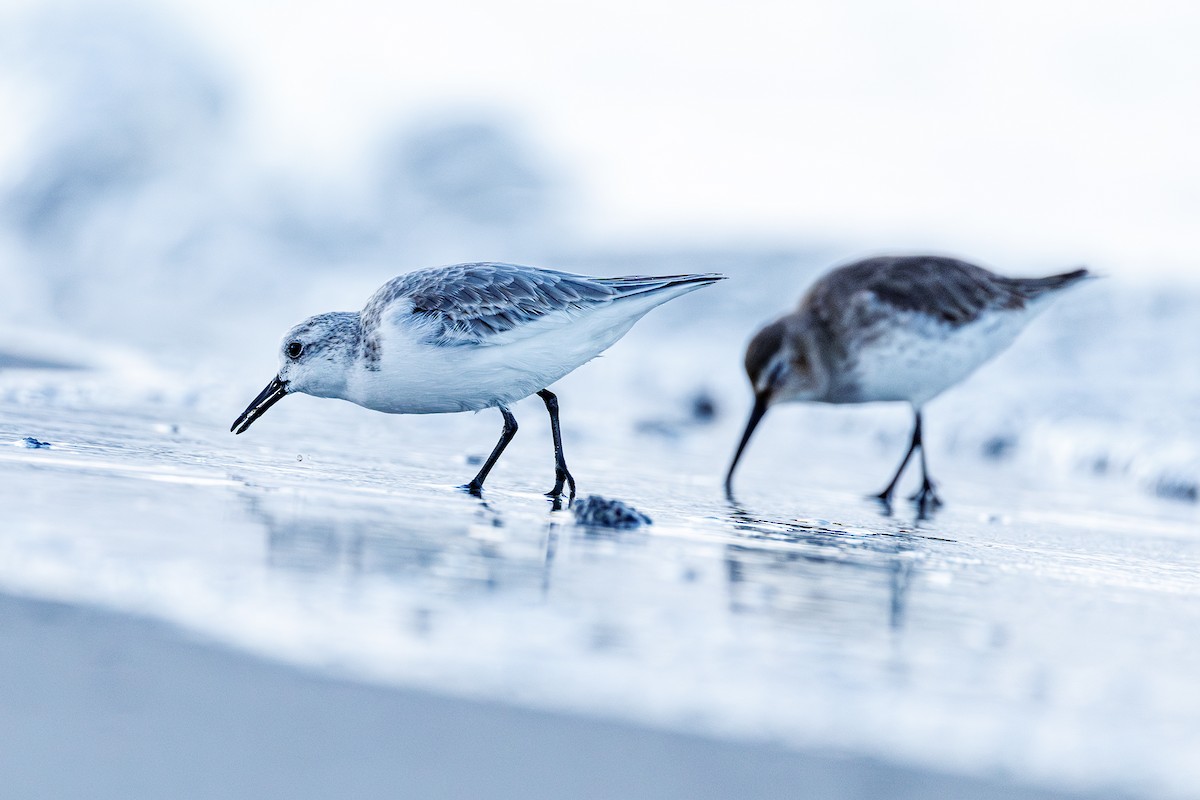 Bécasseau sanderling - ML645935530