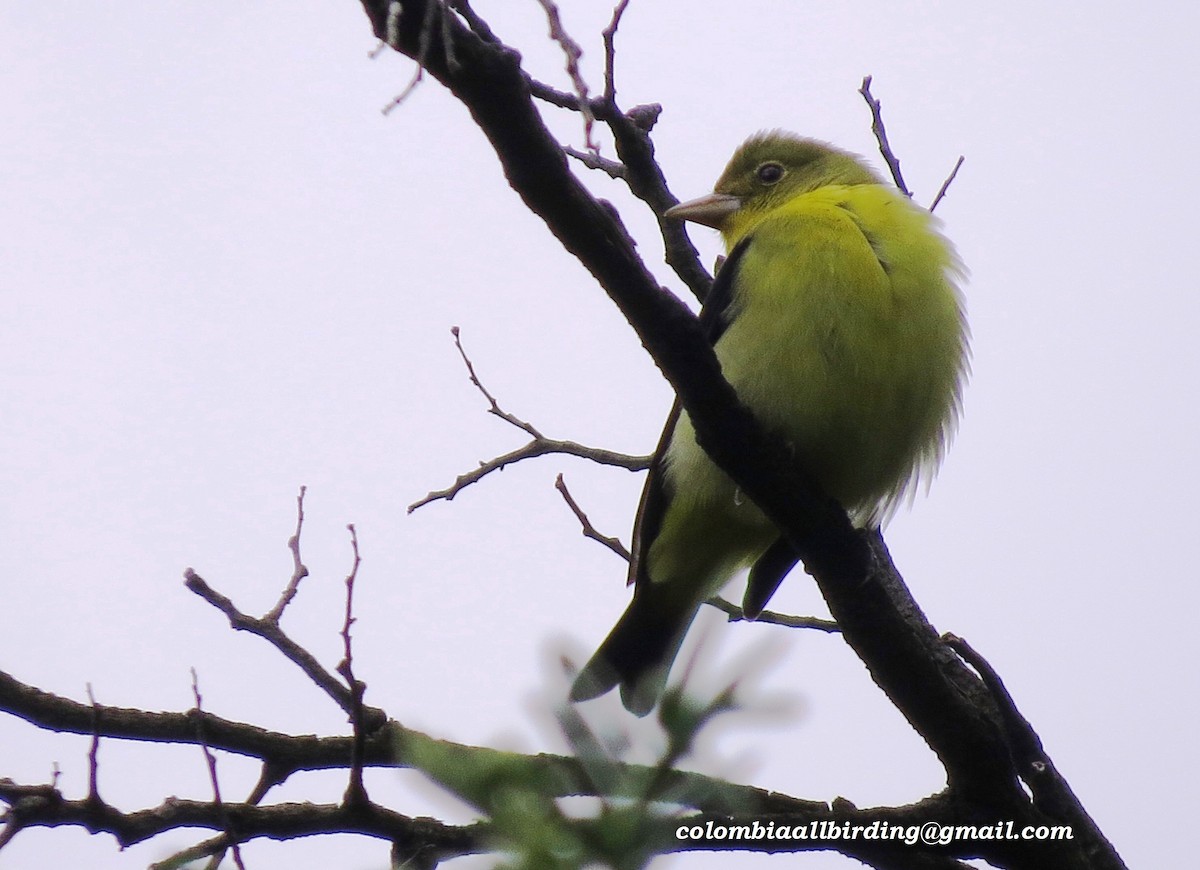 Piranga écarlate - ML645935531