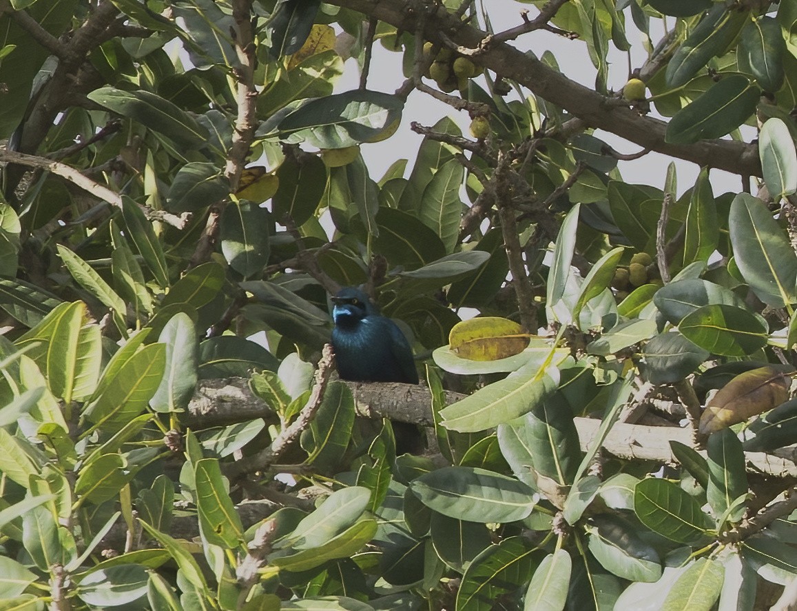 Choucador de Swainson - ML645935532