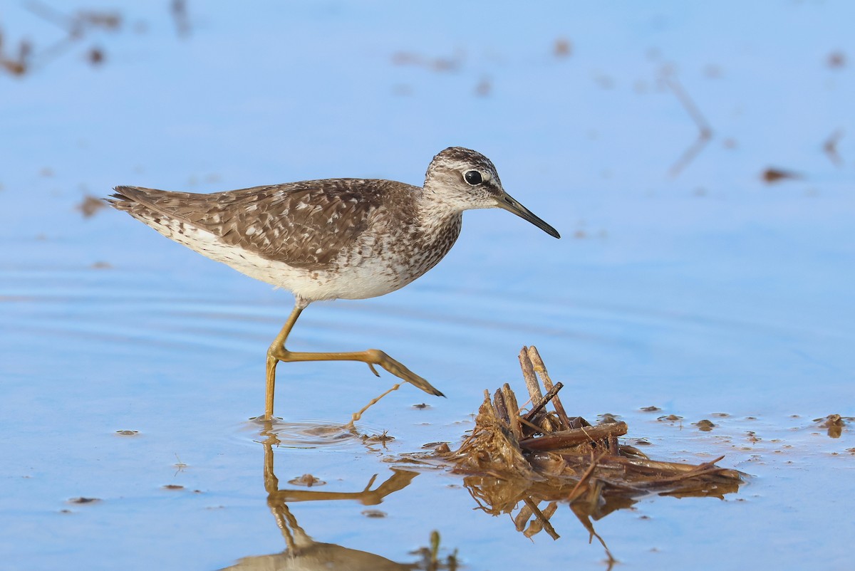 vodouš bahenní - ML645935533