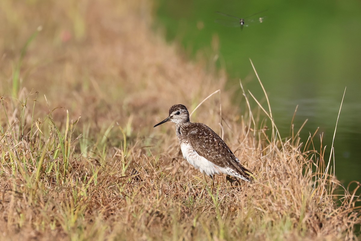 vodouš bahenní - ML645935534