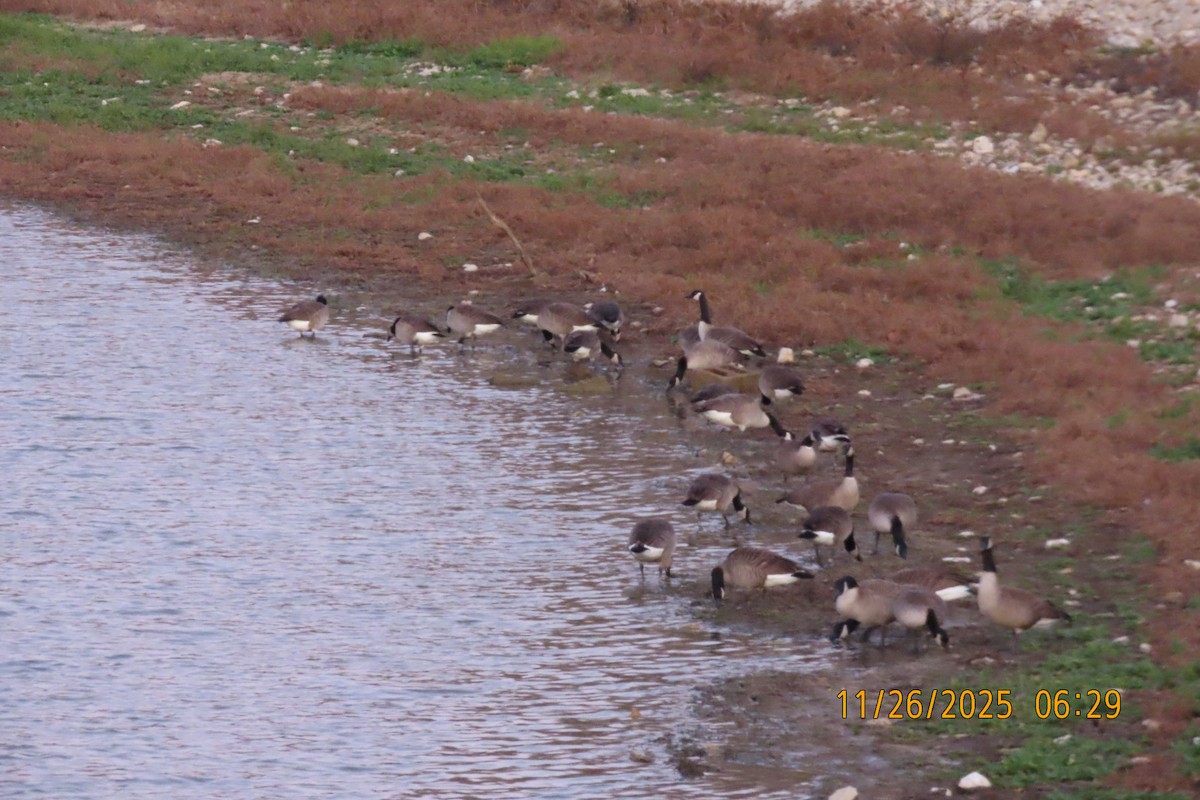 Bernache du Canada - ML645935537