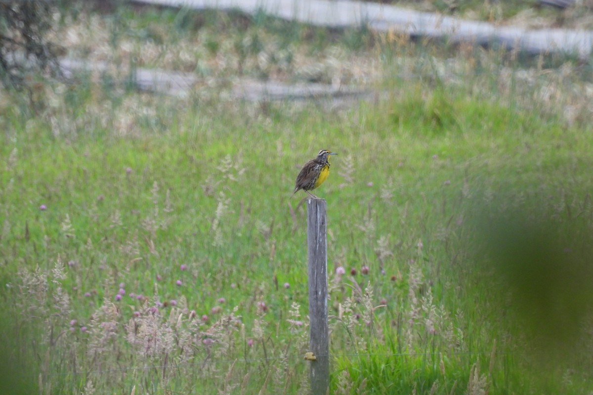 Sturnelle des prés - ML645935538