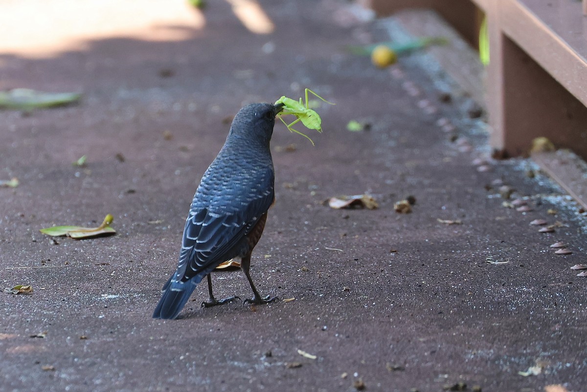 Blue Rock-Thrush - ML645935540