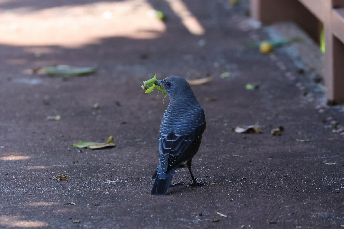 Gökardıç - ML645935541