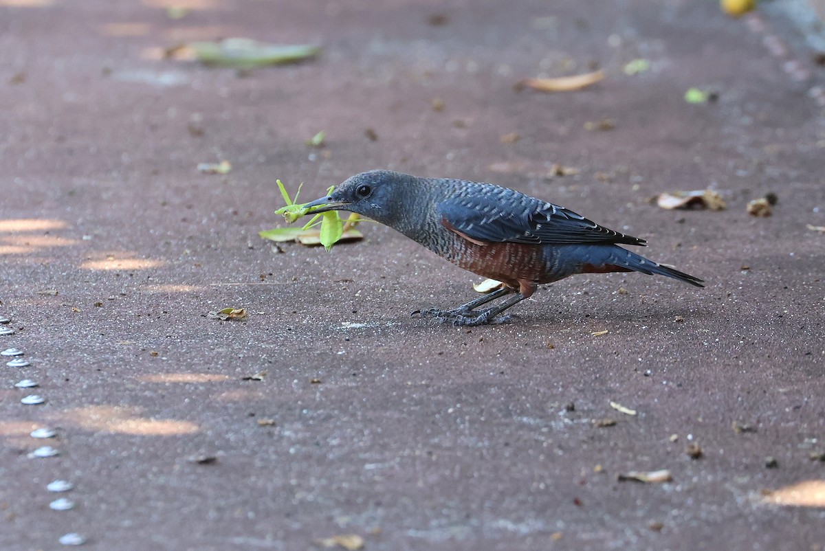 Blue Rock-Thrush - ML645935542