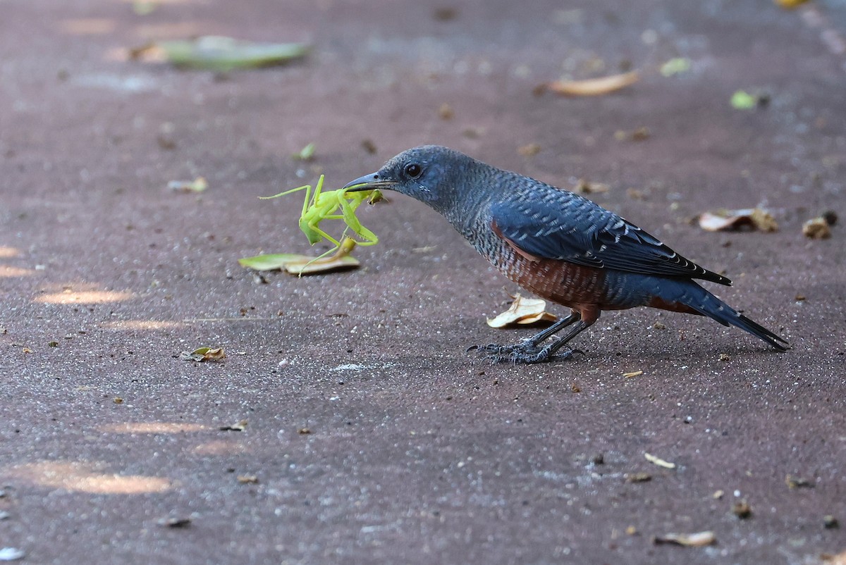 Blue Rock-Thrush - ML645935543