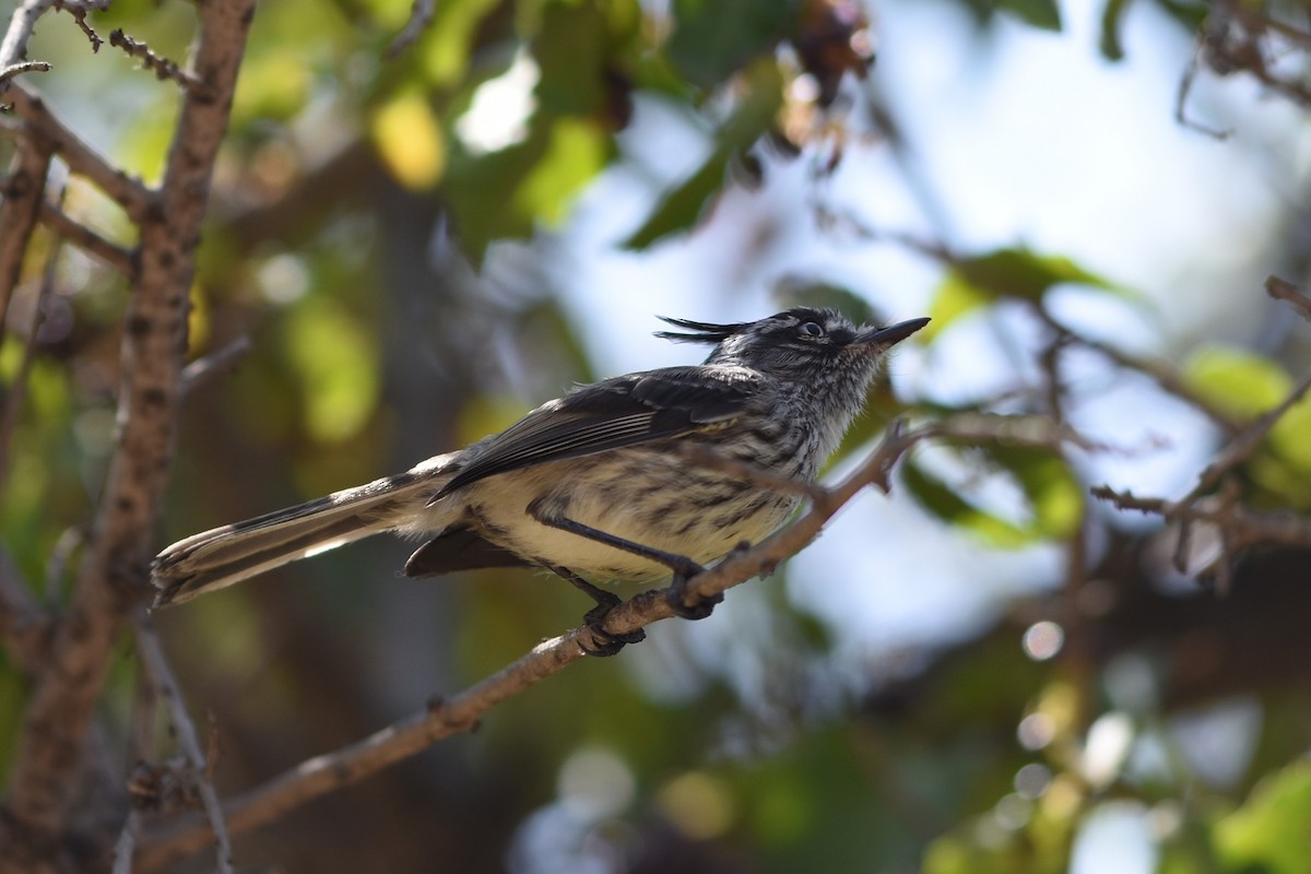 Taurillon mésange - ML645935544