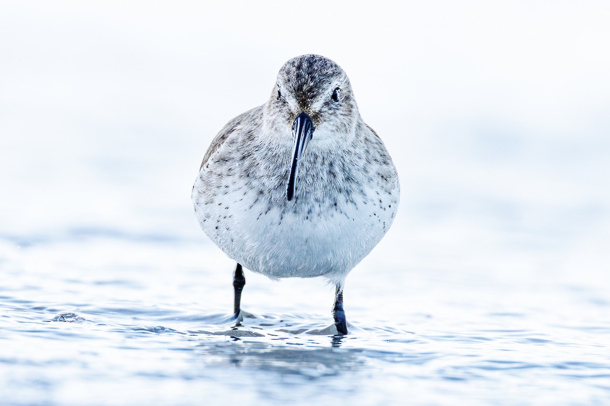 Bécasseau variable - ML645935546