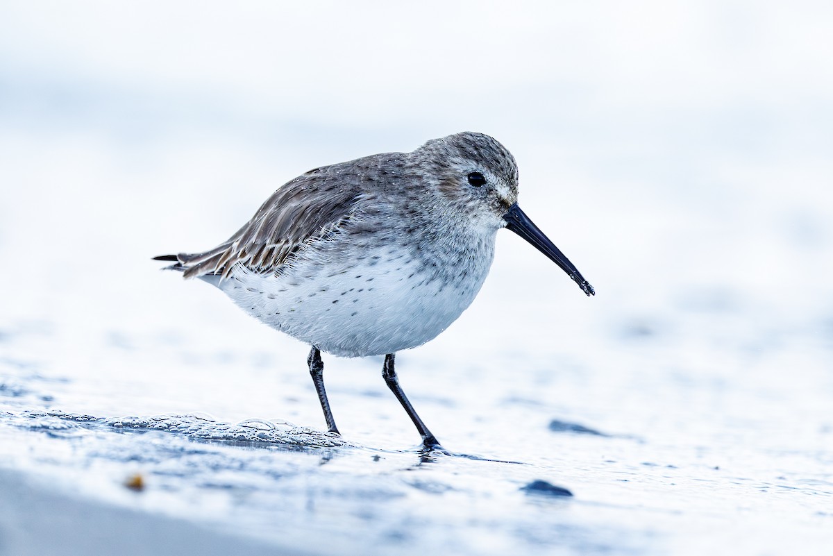 Bécasseau variable - ML645935547